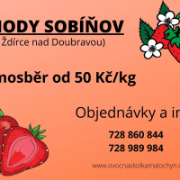 Samosběr jahod v obci Sobíňov u Ždírce nad Doubravou 1